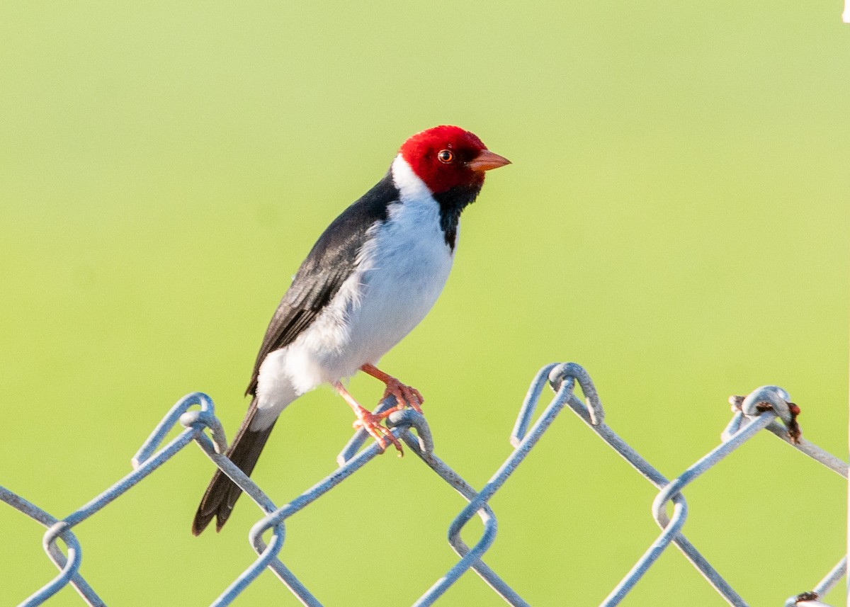 Yellow-billed Cardinal - ML624397704