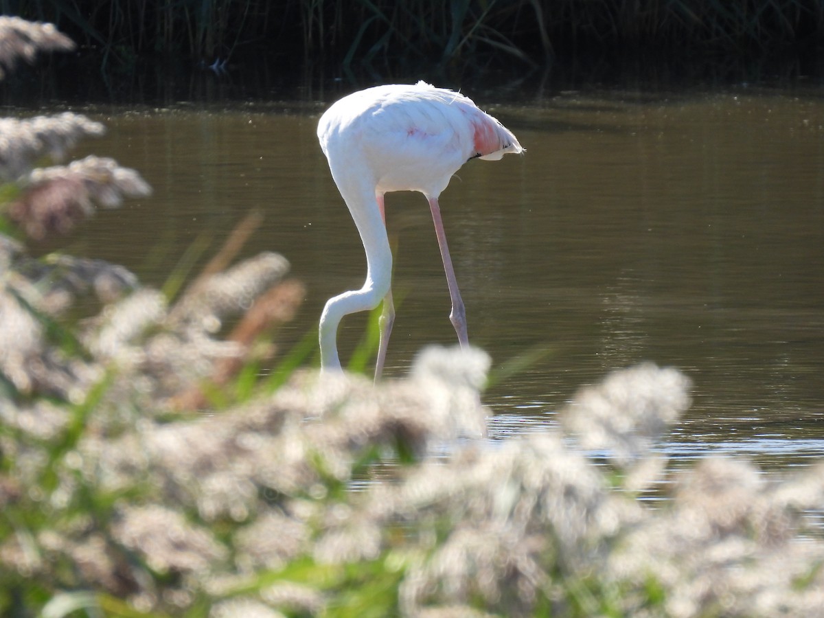 Greater Flamingo - ML624397719