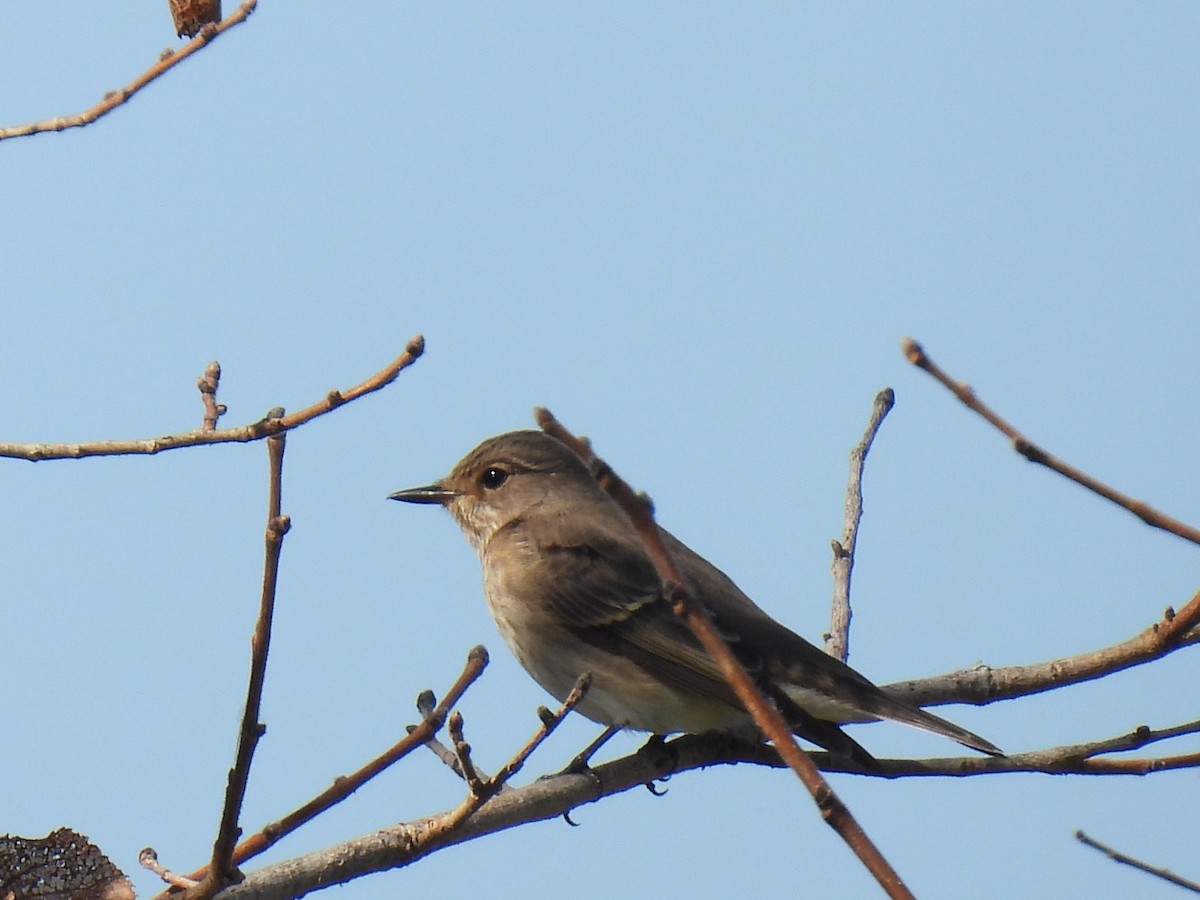 Spotted Flycatcher - ML624397742