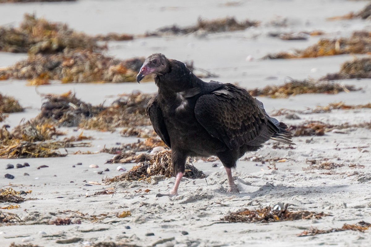 Turkey Vulture - ML624397921