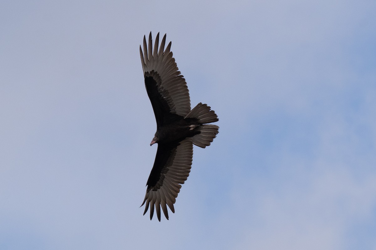 Turkey Vulture - ML624397922