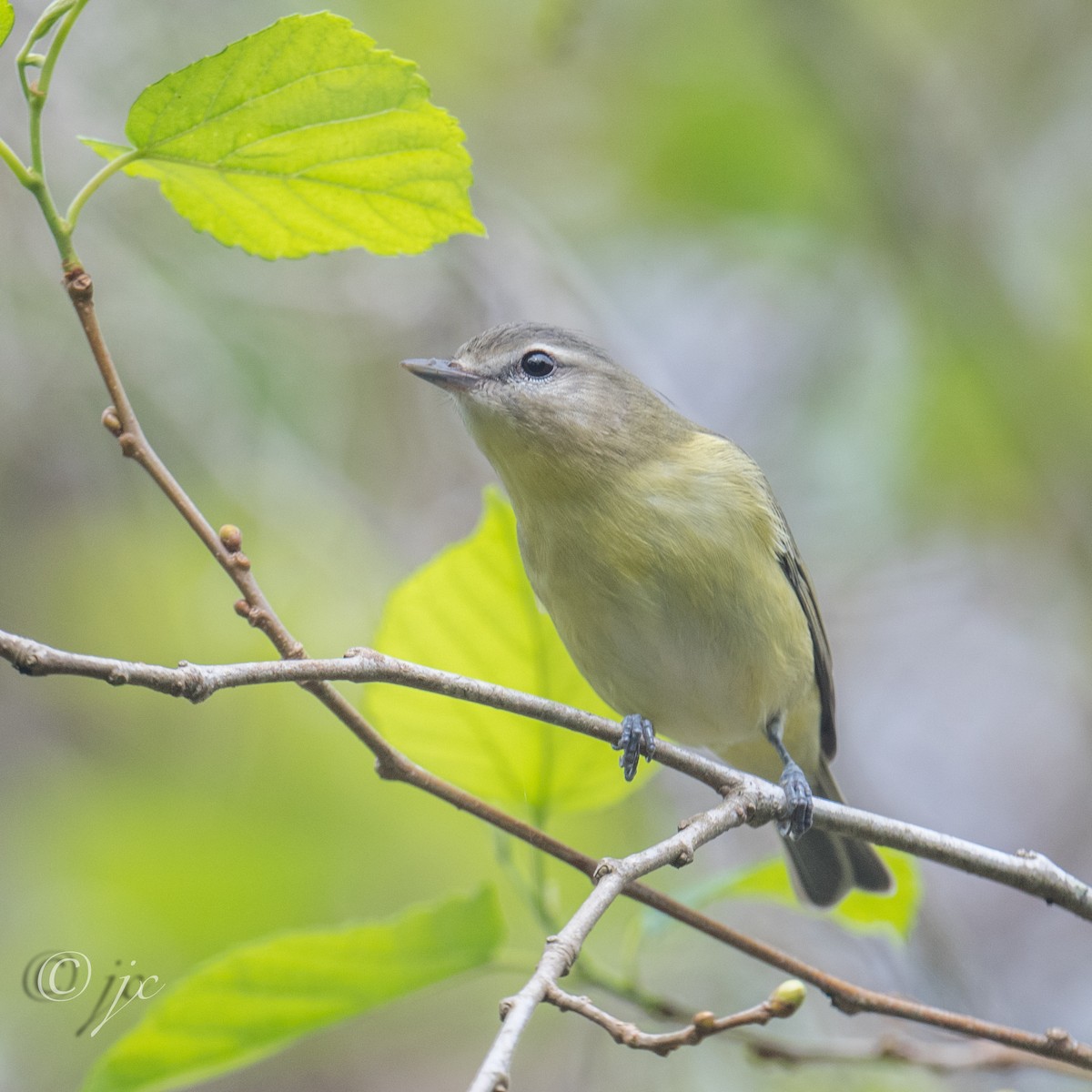 eBird Checklist 1 Oct 2024 Double Hammock Creek 2 species