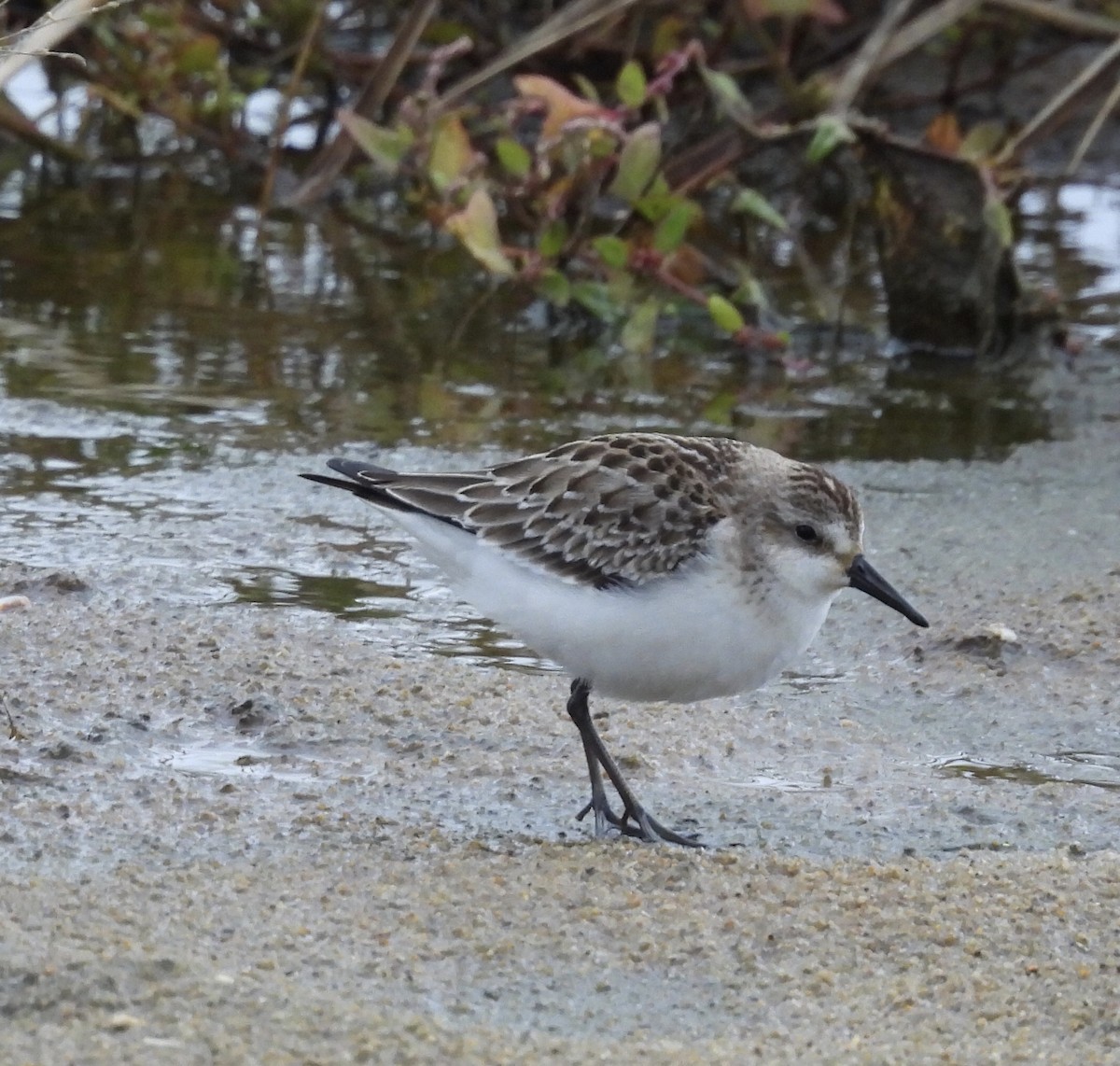 Semipalmated Sandpiper - Michelle Bélanger