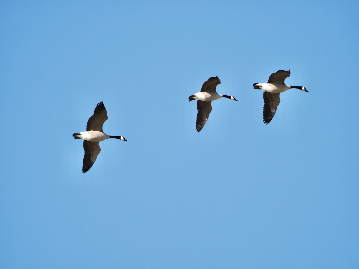 Bernache du Canada - ML624398685