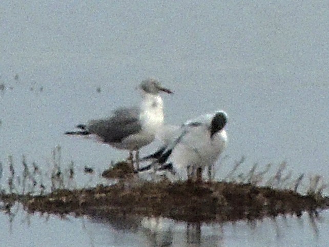 Gray-hooded Gull - Simón Pla García