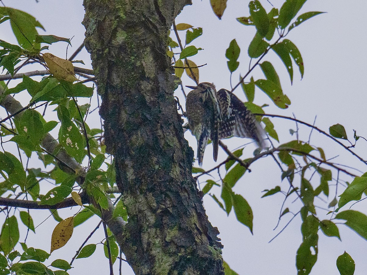 Yellow-bellied Sapsucker - ML624398765