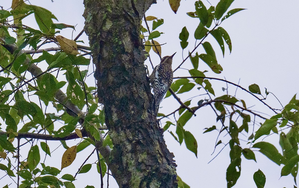 Yellow-bellied Sapsucker - ML624398773