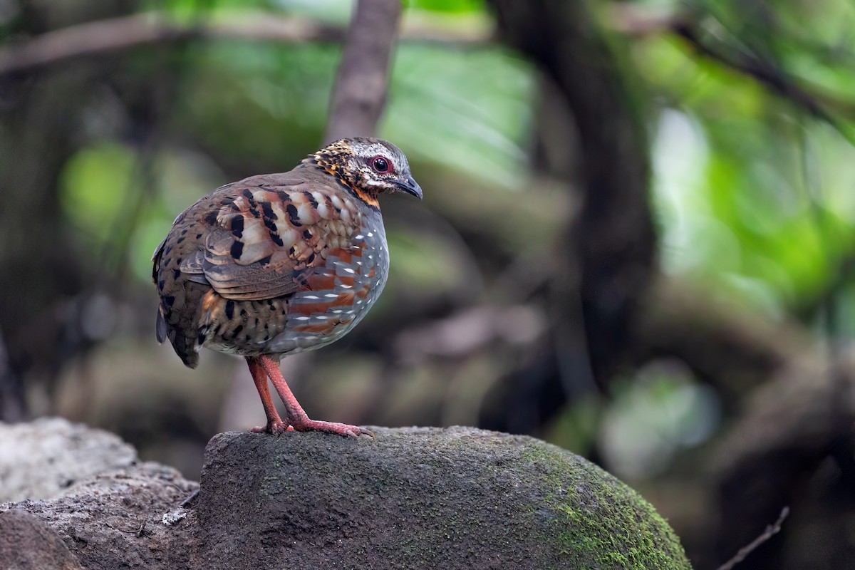 Rufous-throated Partridge - JJ Harrison