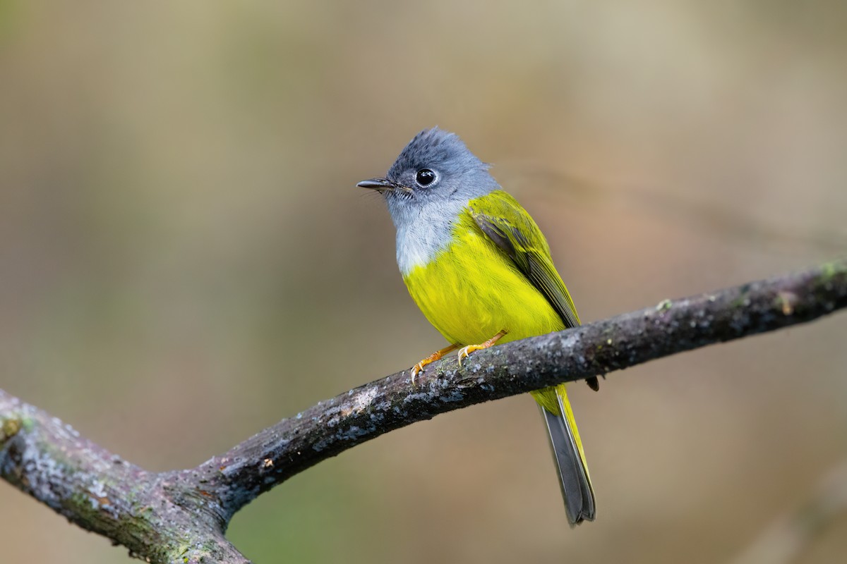 Gray-headed Canary-Flycatcher - ML624399040