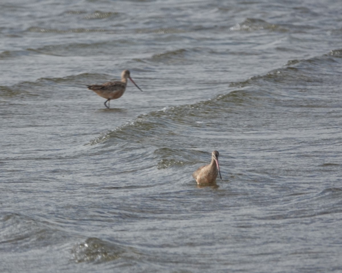Marbled Godwit - ML624399179