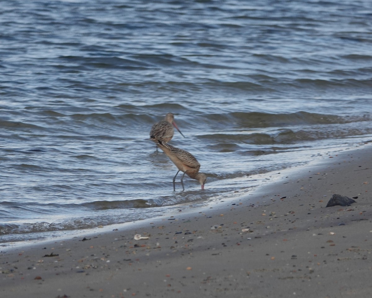 Marbled Godwit - ML624399180