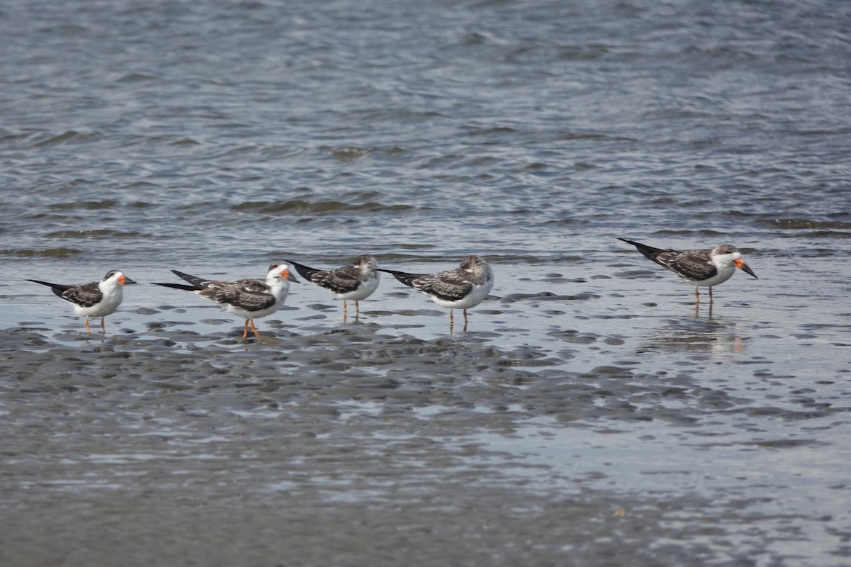 Black Skimmer - ML624399224