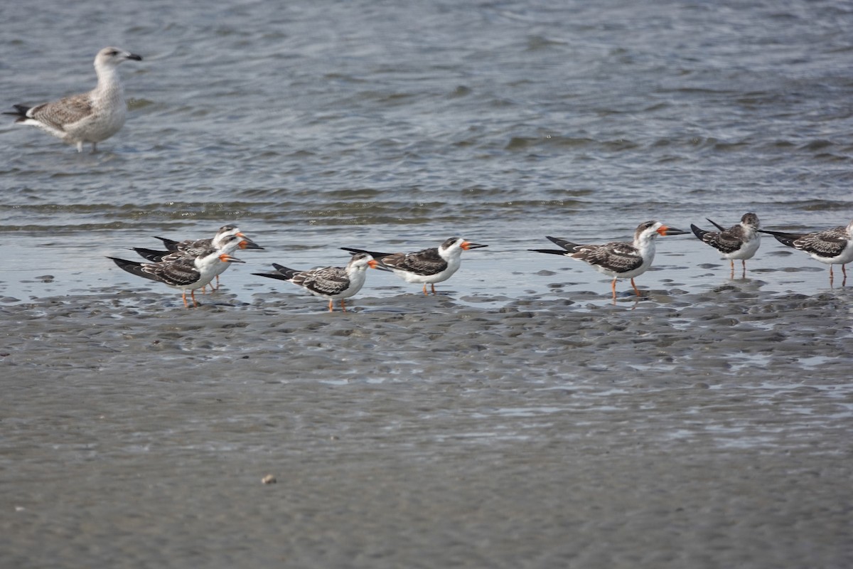 Black Skimmer - ML624399225