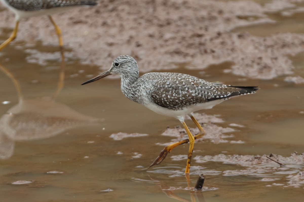Greater Yellowlegs - ML624399226