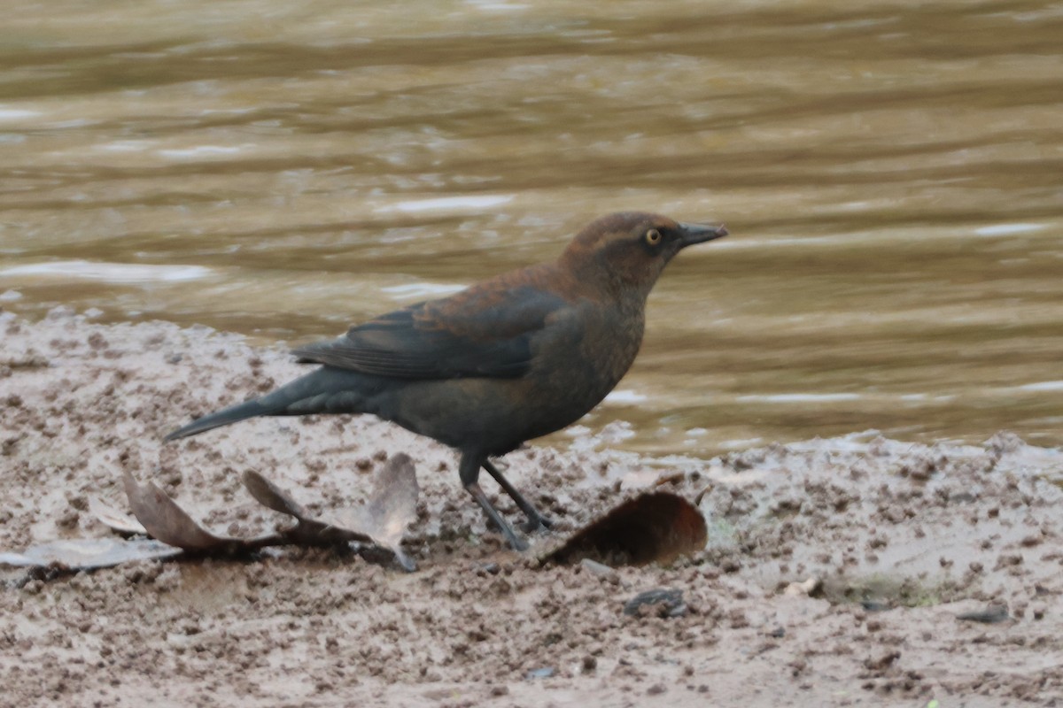Rusty Blackbird - ML624399238