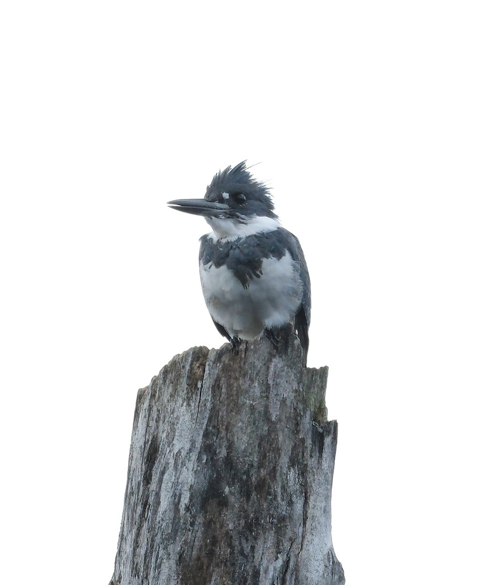 Belted Kingfisher - ML624399243