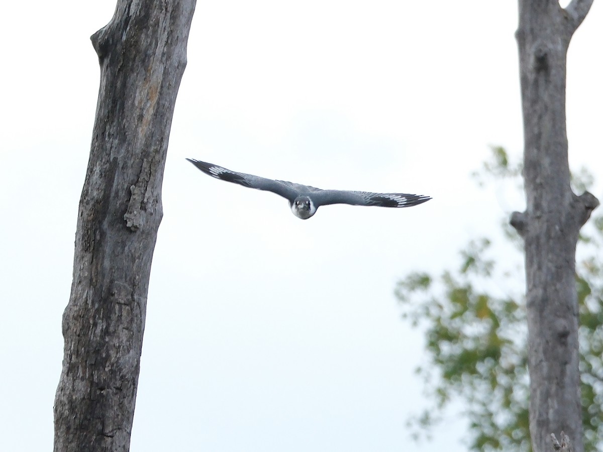 Belted Kingfisher - ML624399252