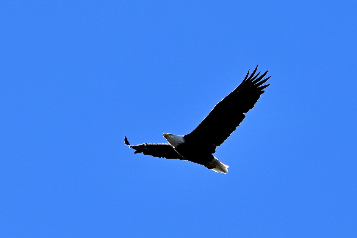 Bald Eagle - ML624399300