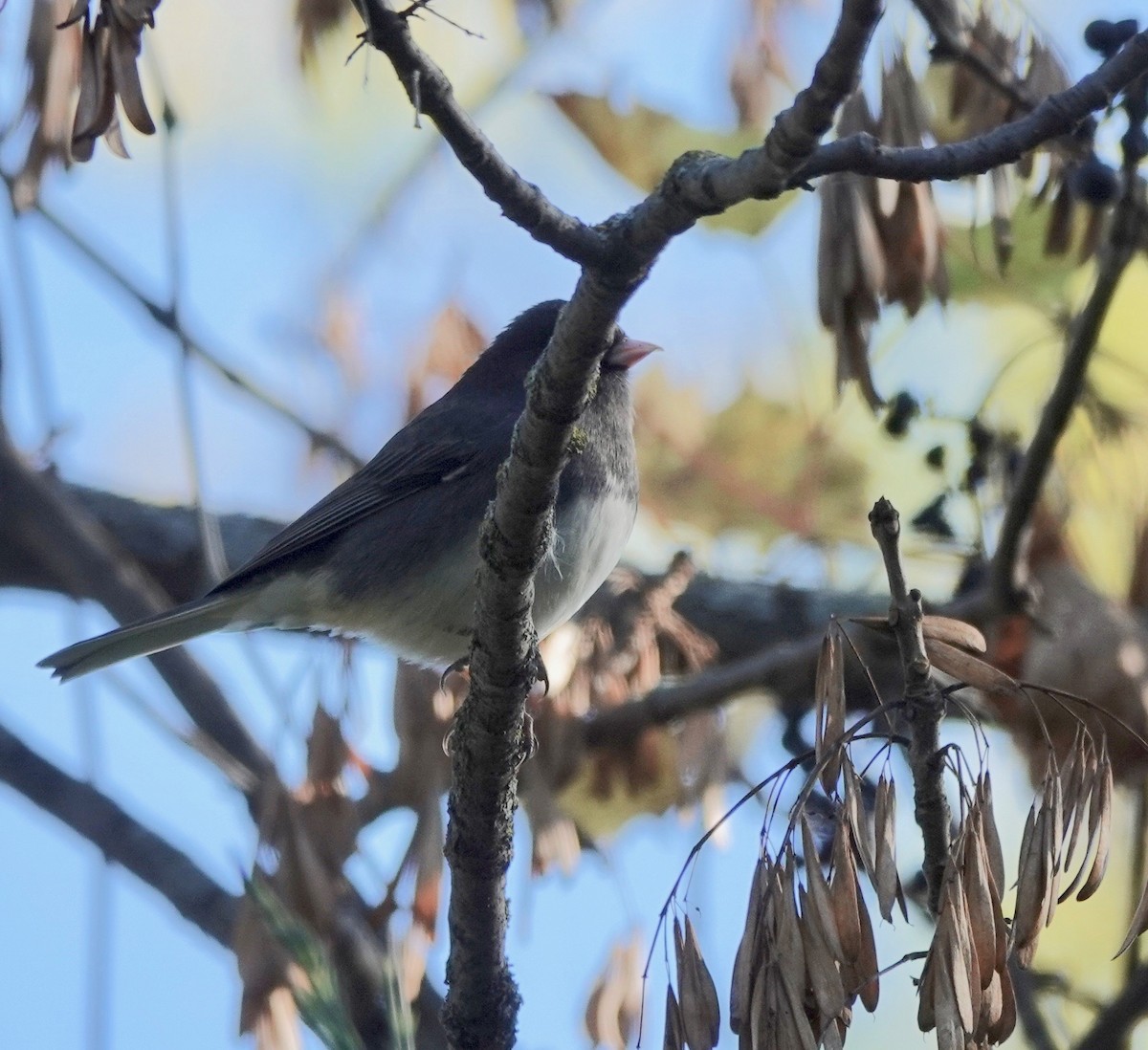 Dark-eyed Junco - ML624399475