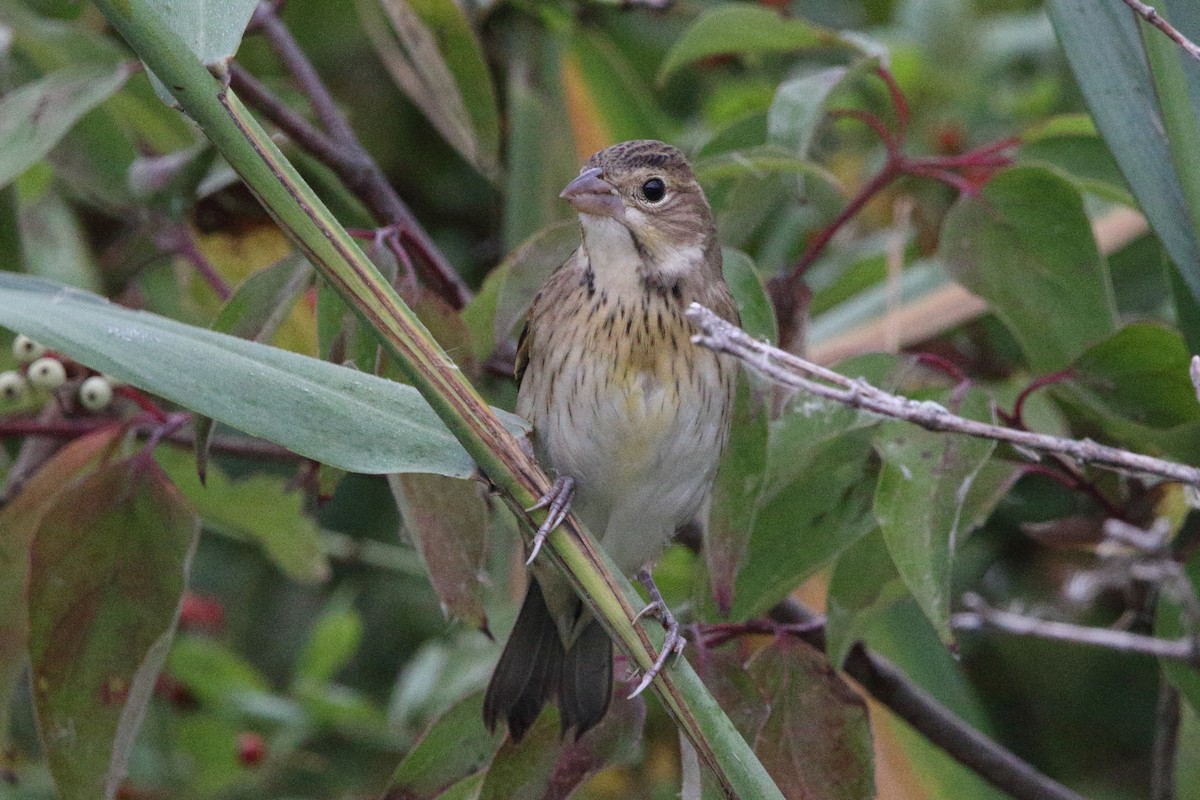 Dickcissel - ML624399506