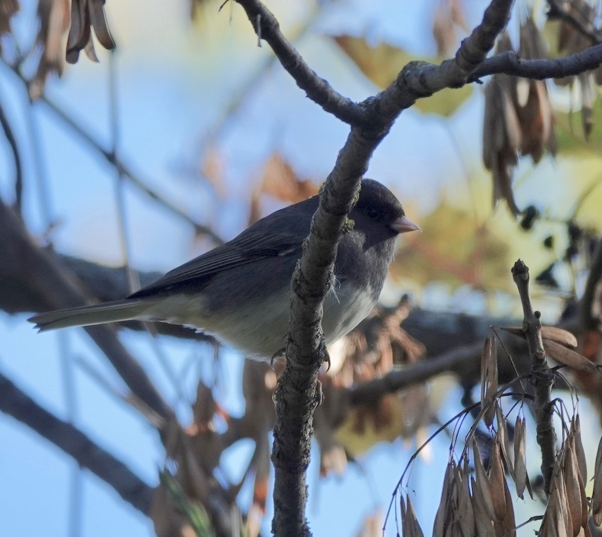 Dark-eyed Junco - ML624399507