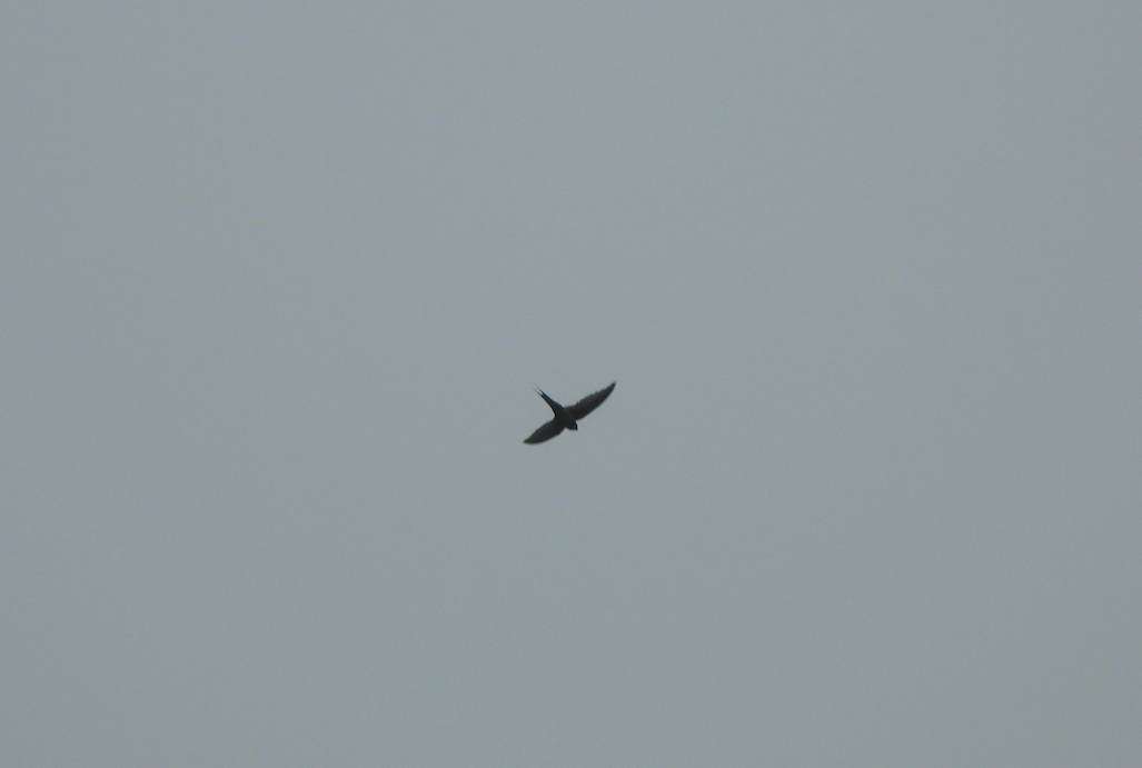 Malagasy Palm Swift (Madagascar) - ML624399515