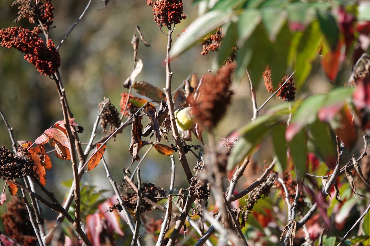 Nashville Warbler - ML624399530