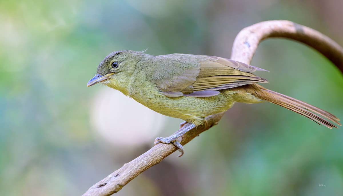 Cabanis's Greenbul - Shailesh Pinto