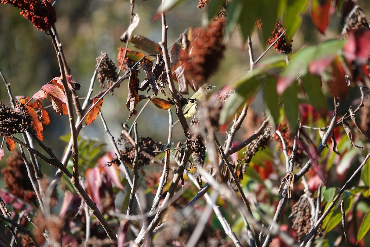 Nashville Warbler - ML624399532