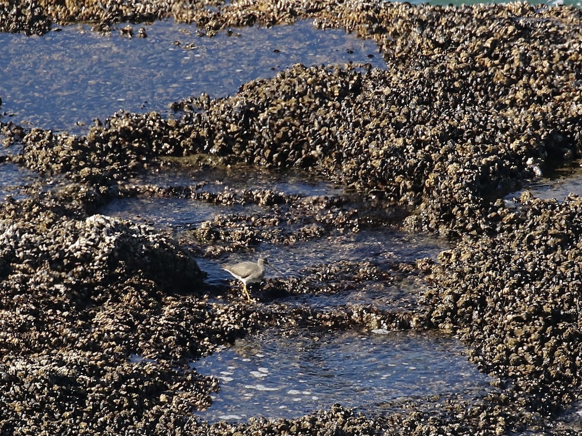 Wandering Tattler - ML624399627