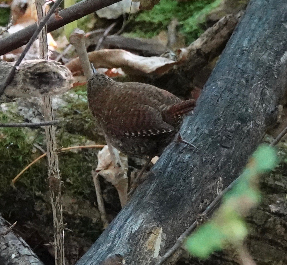 Winter Wren - ML624399788