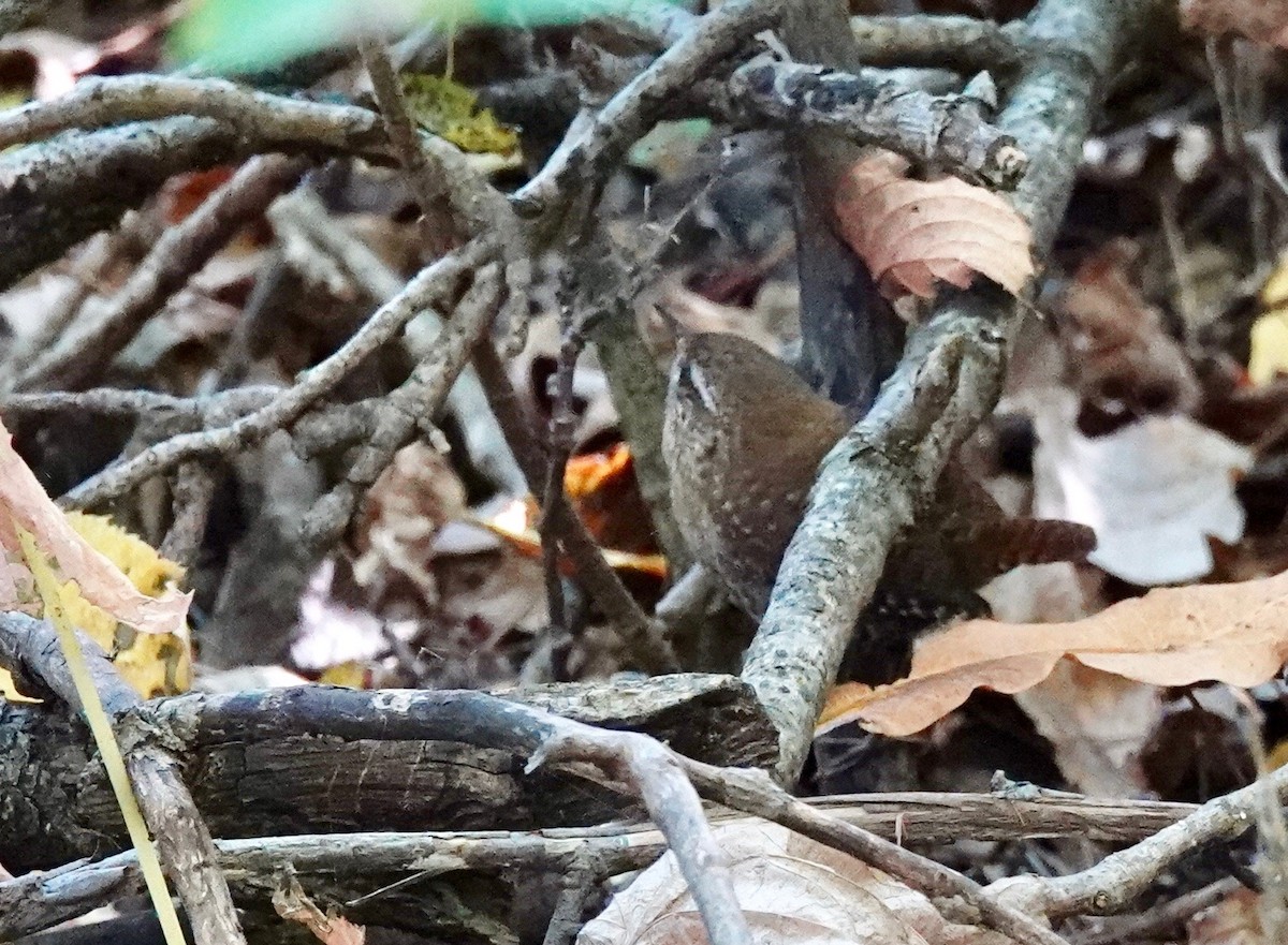 Winter Wren - ML624399789