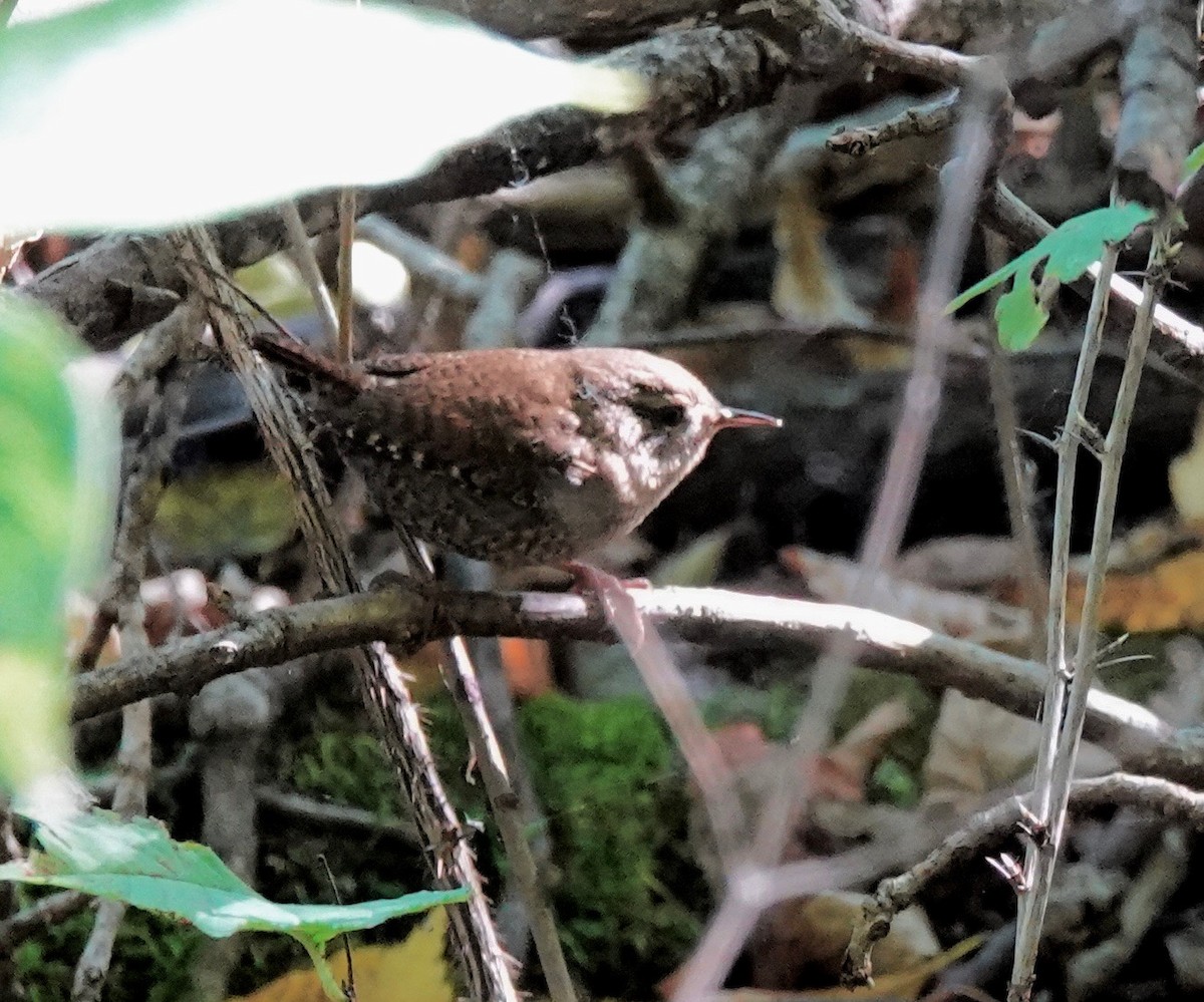 Winter Wren - ML624399790