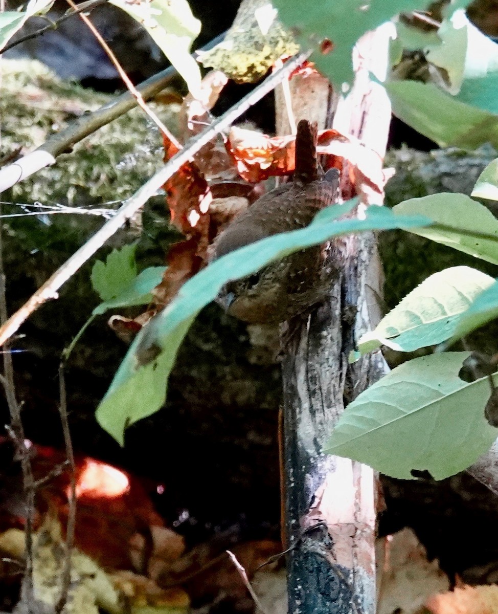 Winter Wren - ML624399793