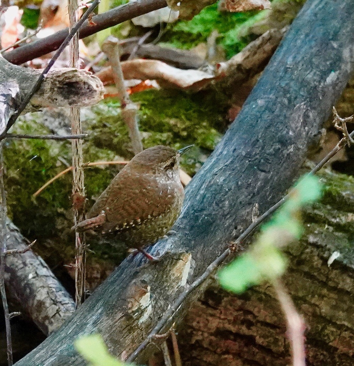 Winter Wren - ML624399795