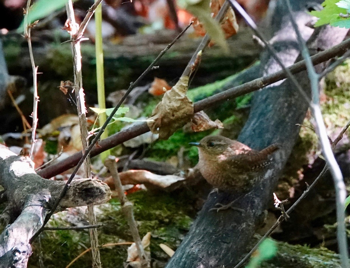 Winter Wren - ML624399796