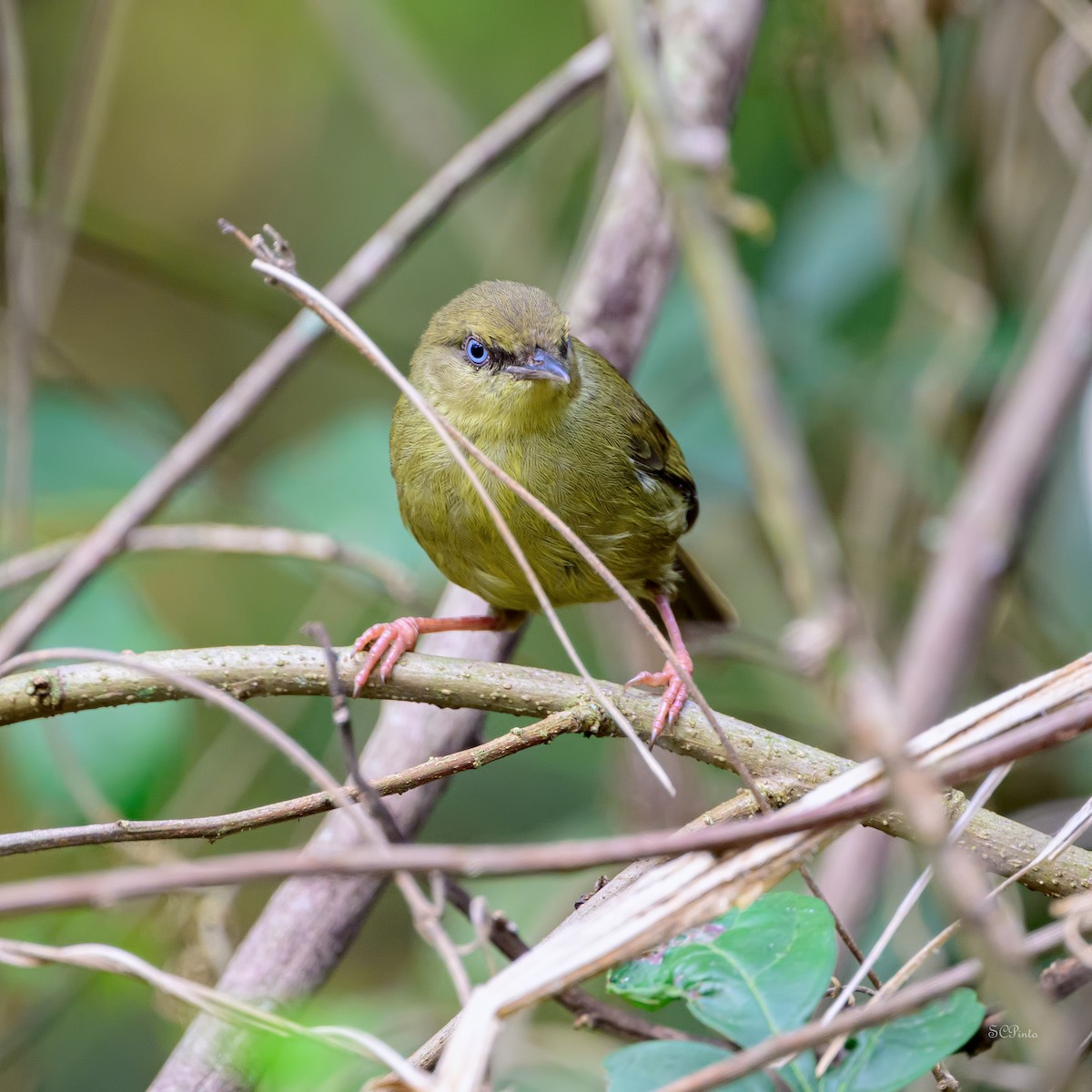 Pulitzer's Longbill - ML624399829