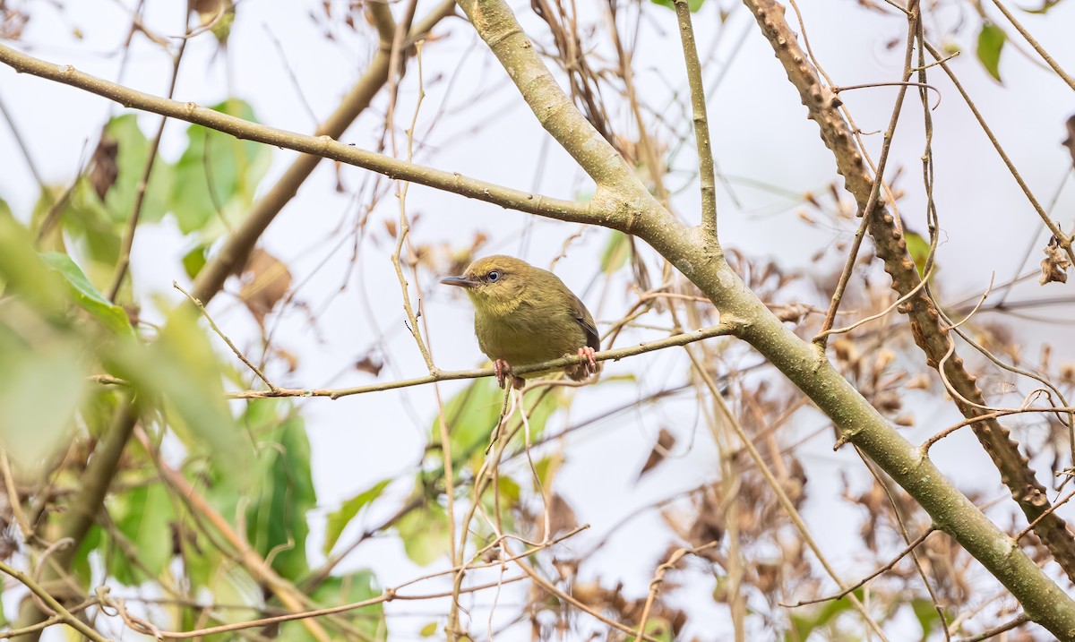 Pulitzer's Longbill - ML624399830