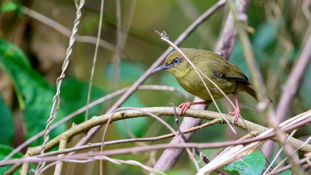 Pulitzer's Longbill - ML624399831