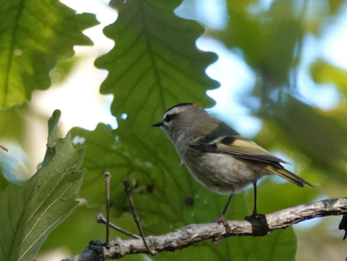 Golden-crowned Kinglet - ML624399881