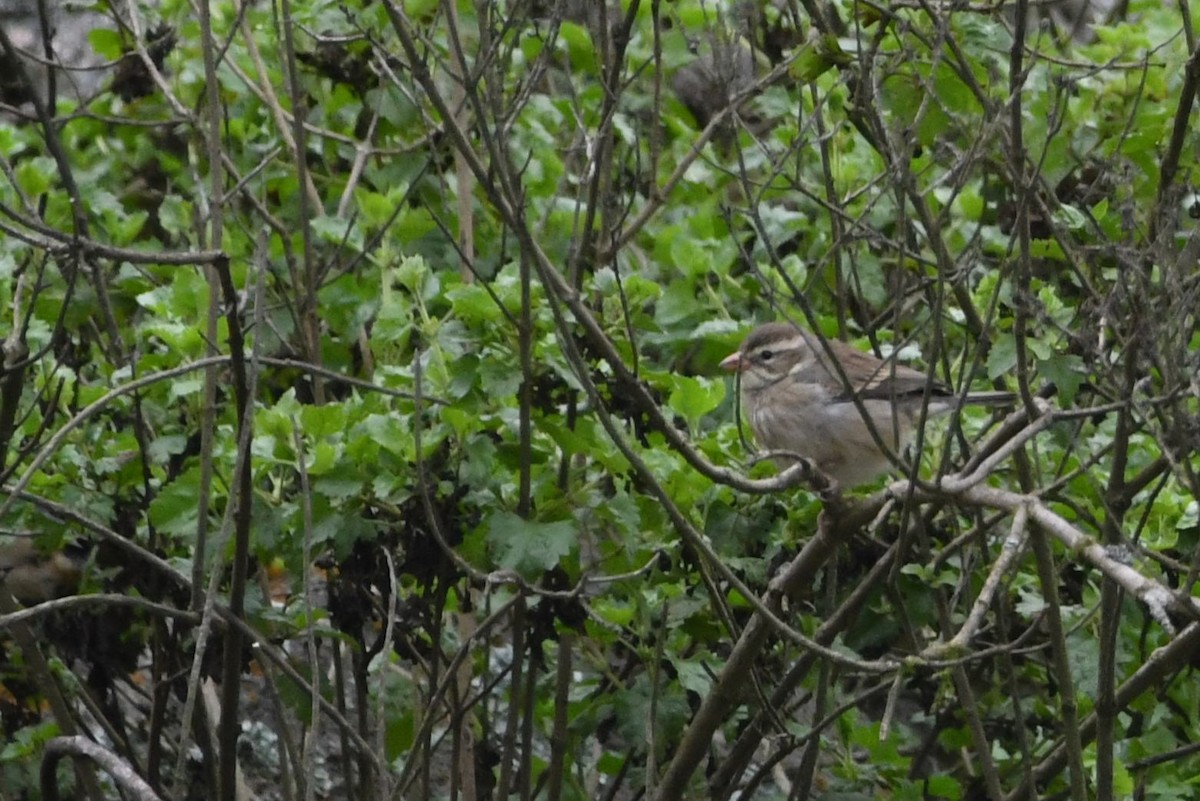 Collared Warbling Finch - ML624399907