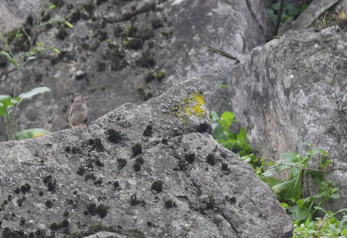 Band-tailed Sierra Finch - ML624399908