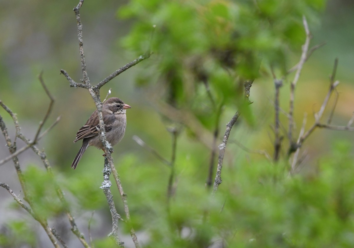 Collared Warbling Finch - ML624399911