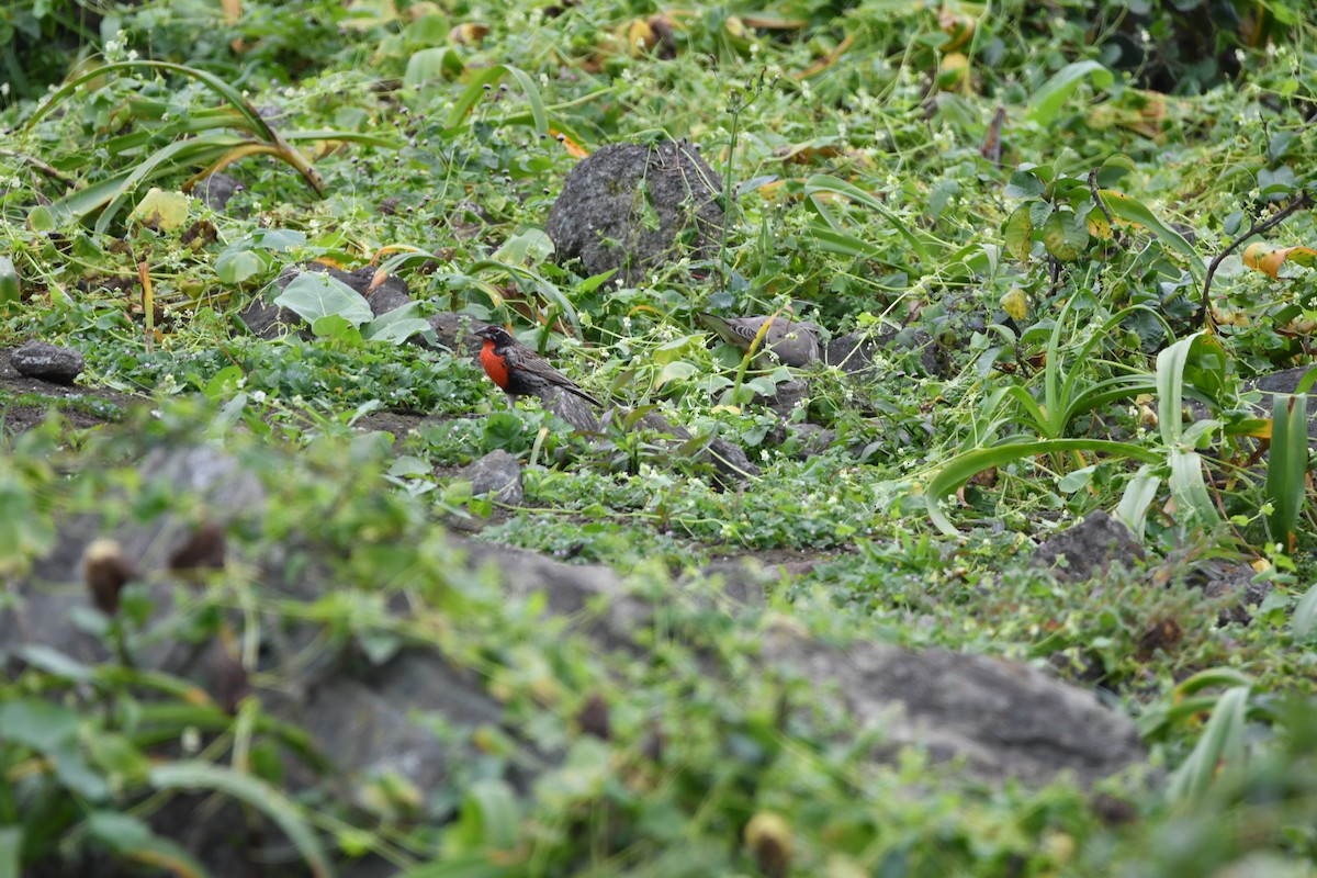 Peruvian Meadowlark - ML624399913