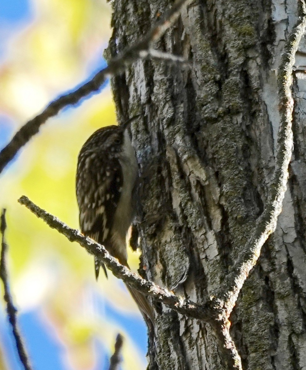 Brown Creeper - ML624399927