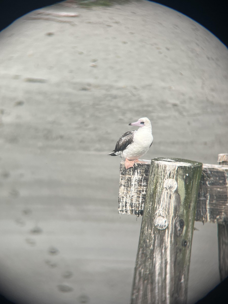 Red-footed Booby - Bailey Luce