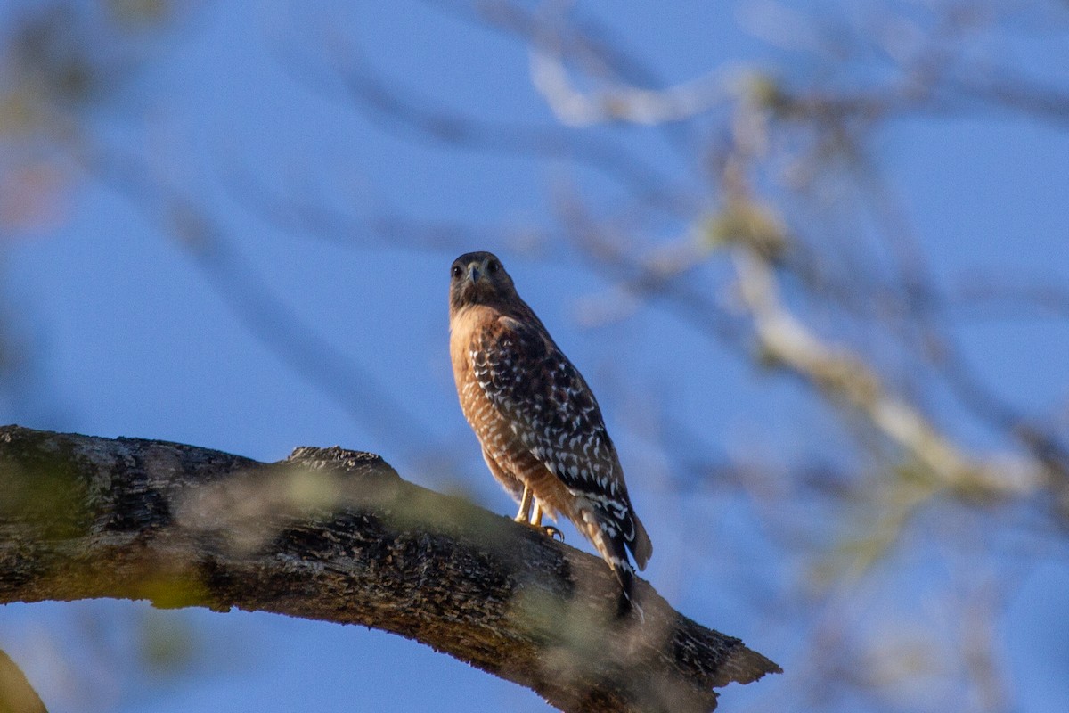 káně páskovaná (ssp. elegans) - ML624399977