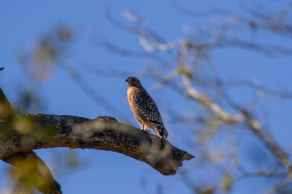 káně páskovaná (ssp. elegans) - ML624399978