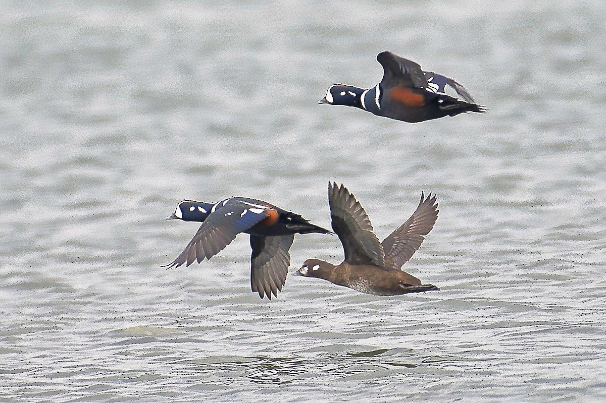 Harlequin Duck - ML624399993