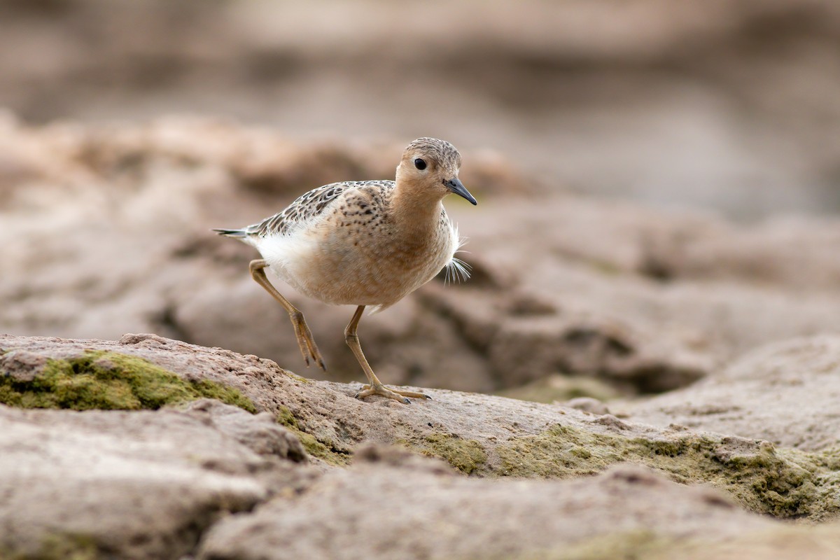 Buff-breasted Sandpiper - James Kroeker